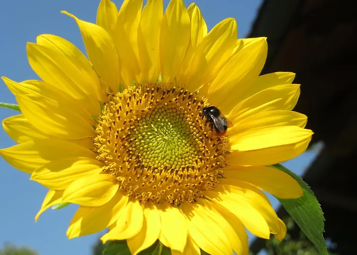 Brigitte Perner Nussdorf am Attersee